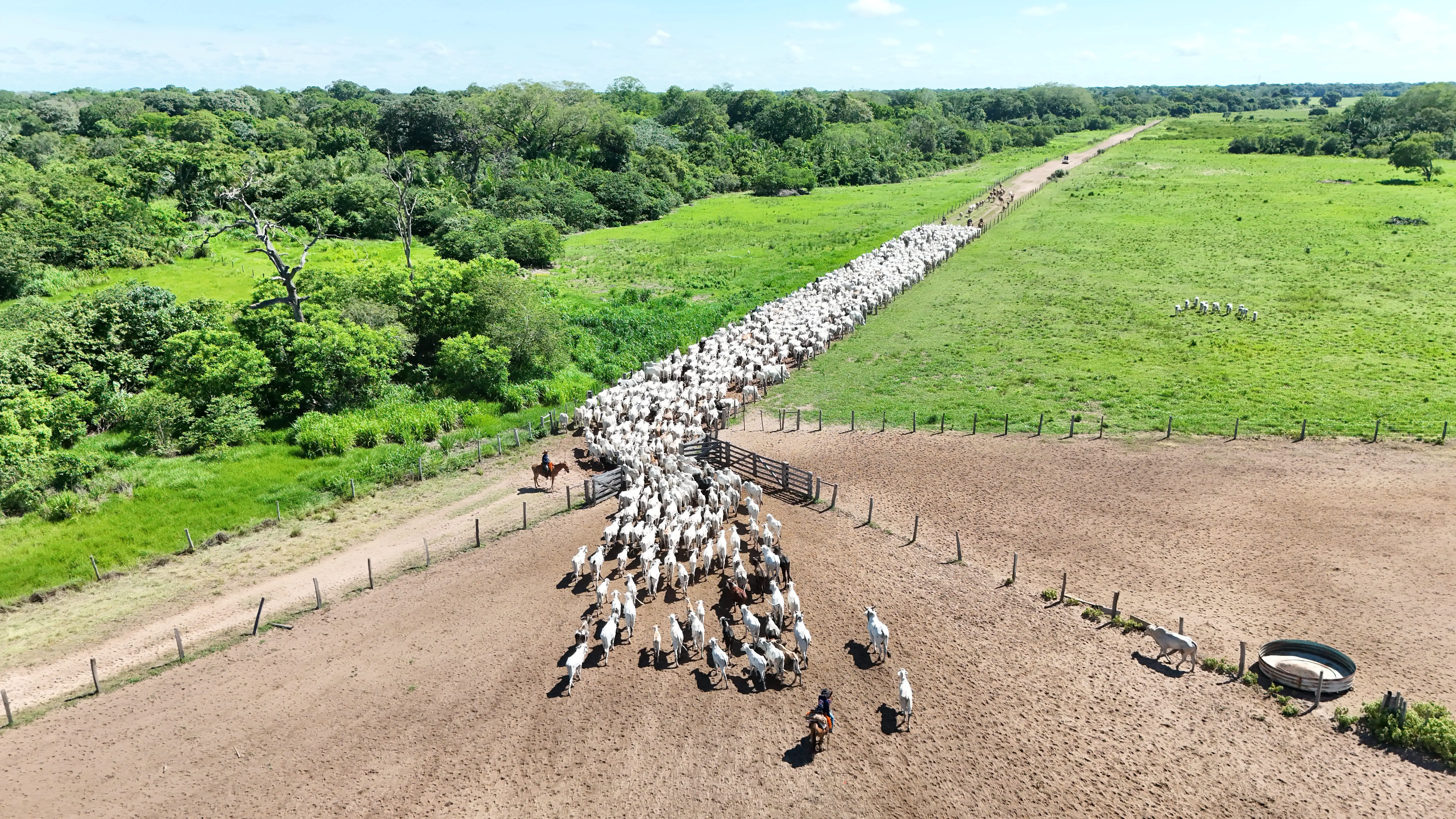 Vista aérea de fazenda com rebanho bovino e pastagem verde