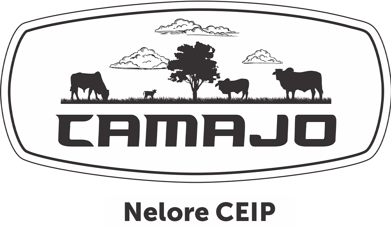 camajo nelore ceip